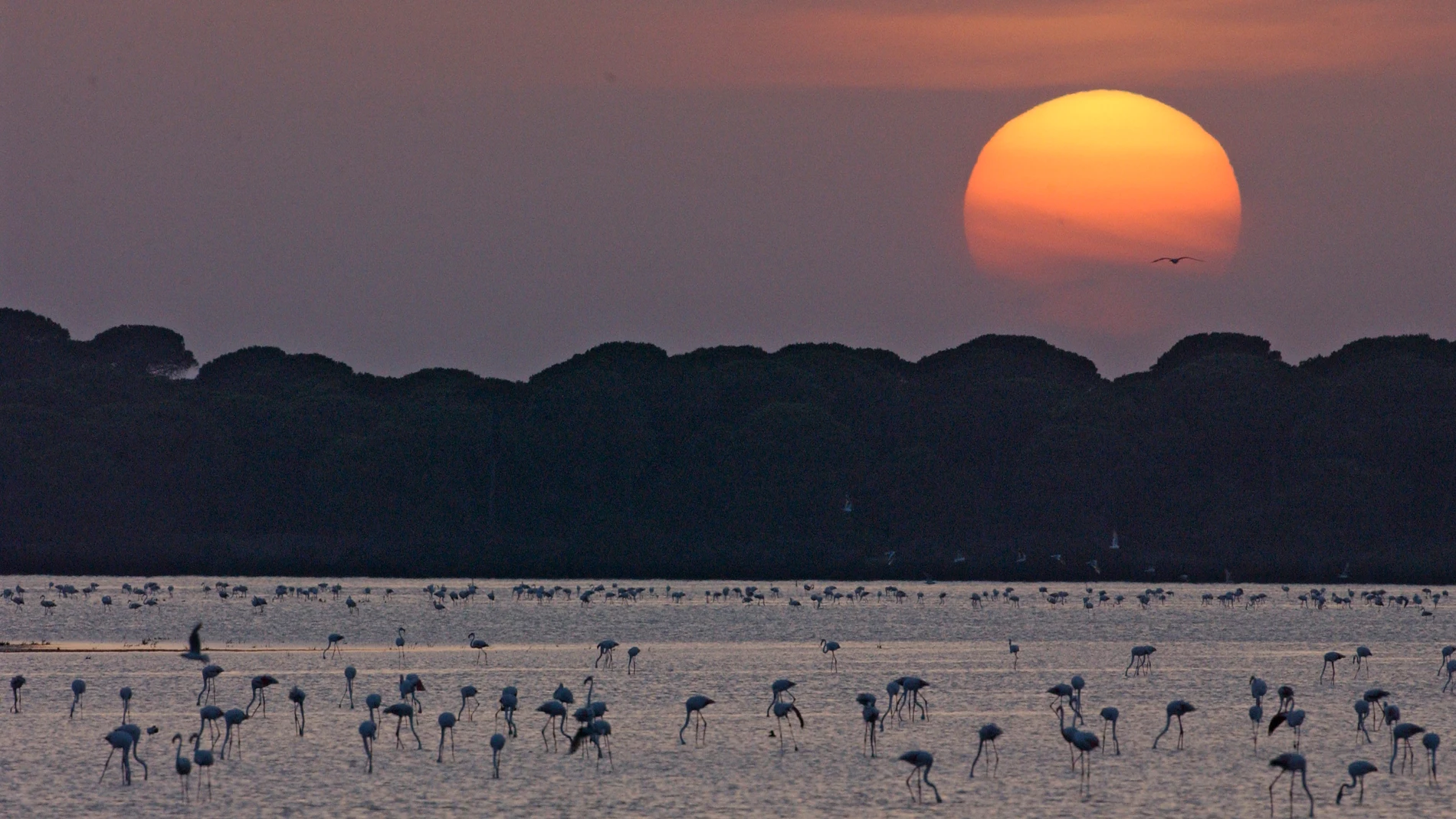 Humedales de Doñana