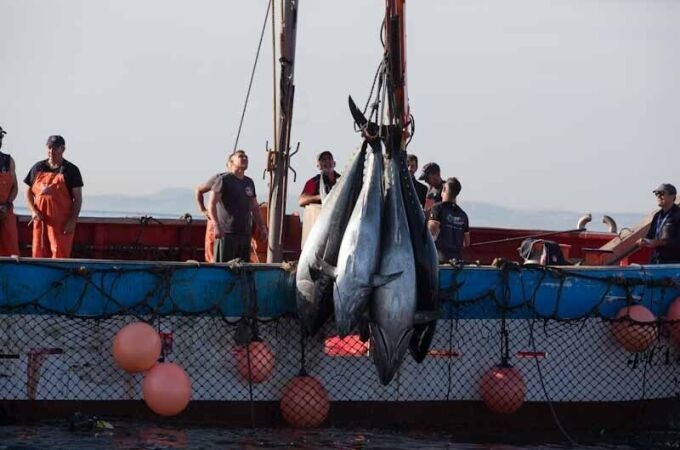 Varios pescadores durante la «levantá» del atún en las inmediaciones de Barbate