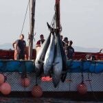 Varios pescadores durante la «levantá» del atún en las inmediaciones de Barbate