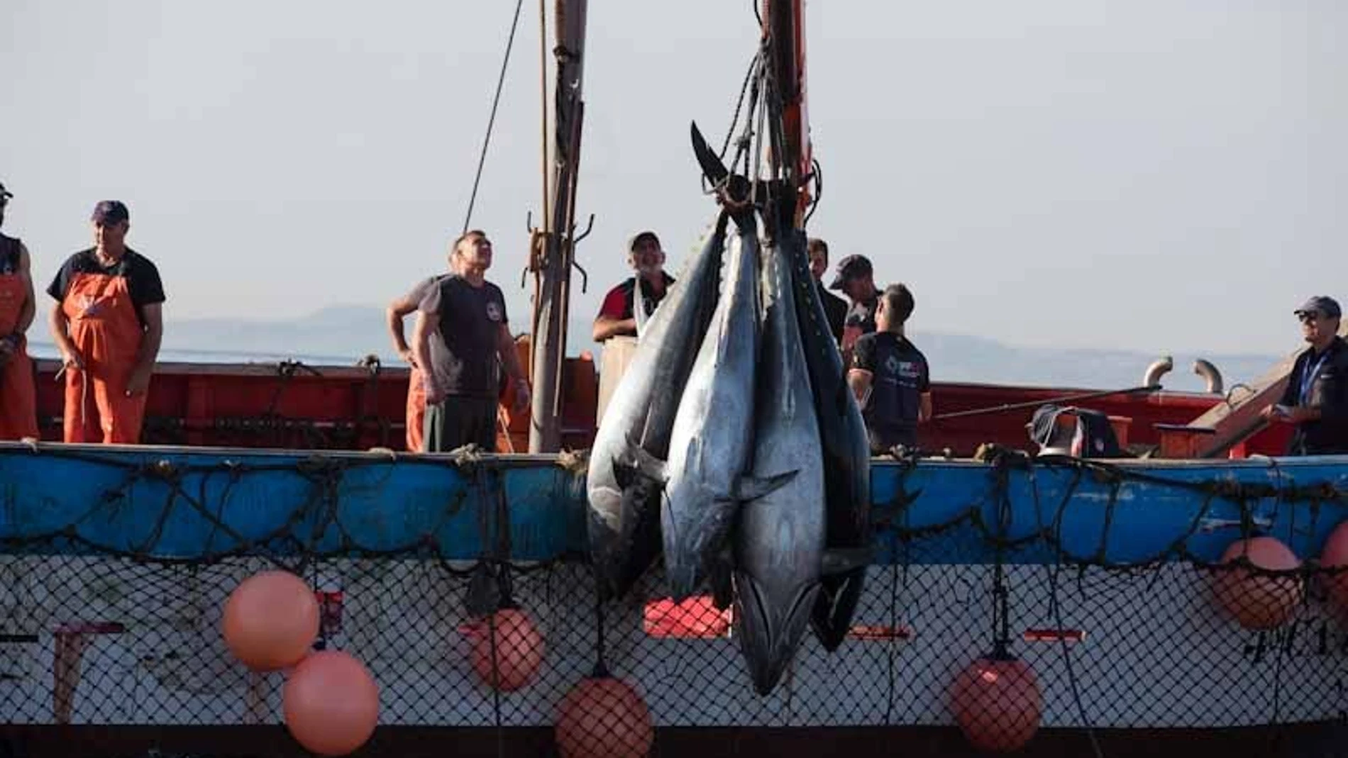 Varios pescadores durante la «levantá» del atún en las inmediaciones de Barbate