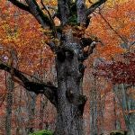 La exposición "Soria Otra Mirada" la protagonizan árboles centenarios