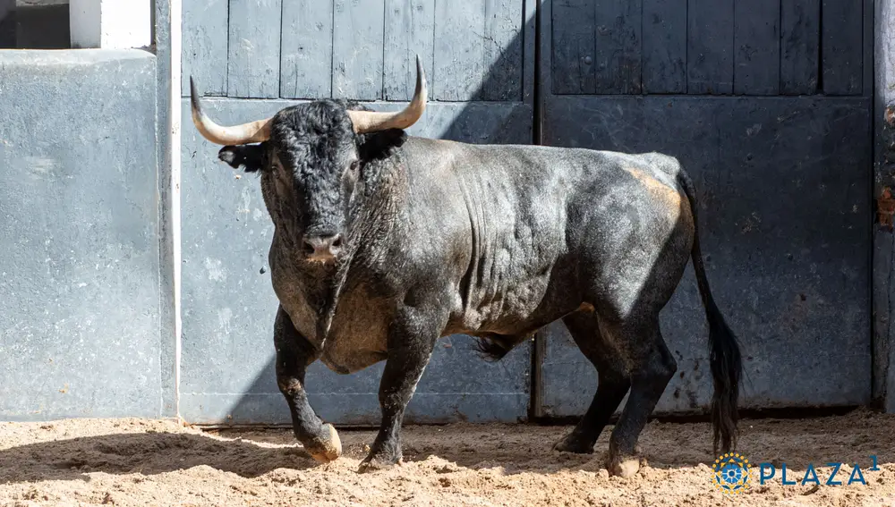 "Muchachero", nº 75