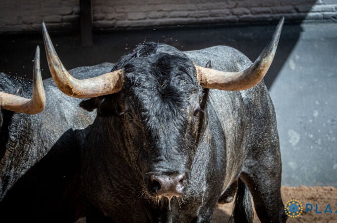 Estos son los impresionantes toros de Victorino Martín para la corrida In Memoriam de esta tarde