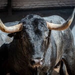 Estos son los impresionantes toros de Victorino Martín para la corrida In Memoriam de esta tarde