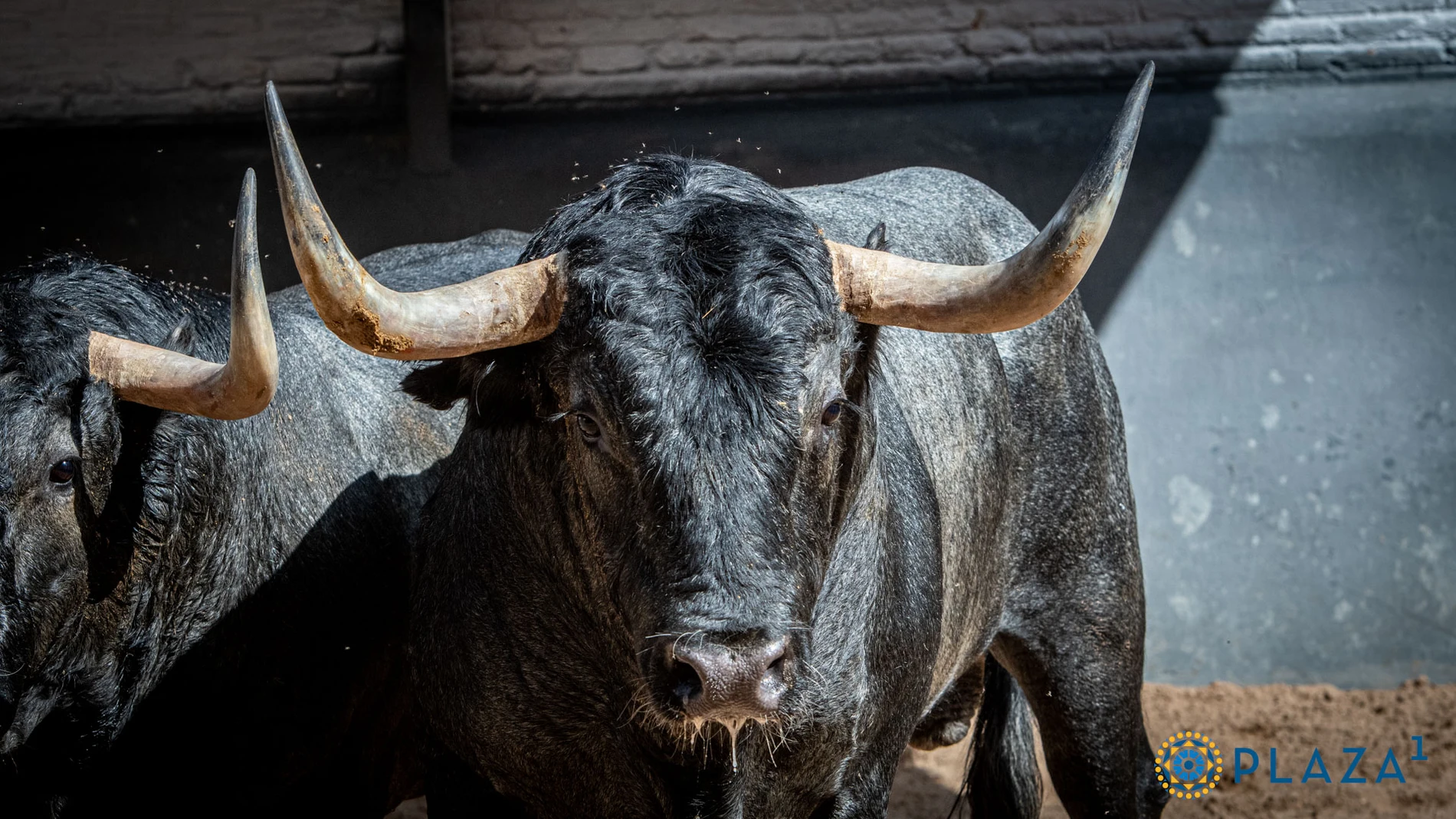 Estos son los impresionantes toros de Victorino Martín para la corrida In Memoriam de esta tarde
