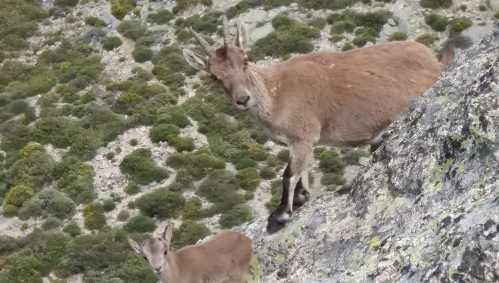 Cabras en Sierra de Guadarrama