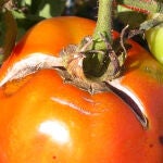Evita que los tomates se agrieten y partan con un simple consejo de riego 