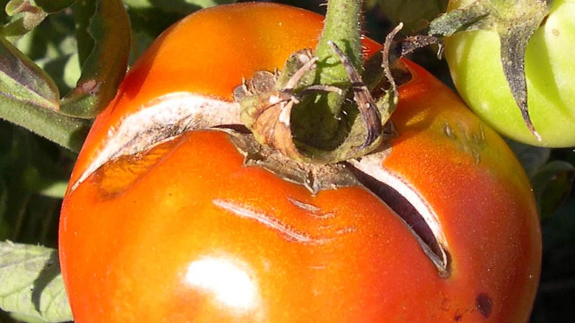 Evita que los tomates se agrieten y partan con un simple consejo de riego