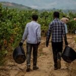Temporeros pakistaníes trabajan en la vendimia en la localidad de Lapuebla de Labarca, en la Rioja Alavesa.
