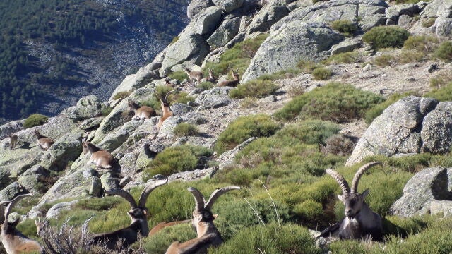 Así será la reserva biogenética de cabra montés en el Parque Nacional de Guadarrama