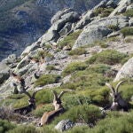 Así será la reserva biogenética de cabra montés en el Parque Nacional de Guadarrama