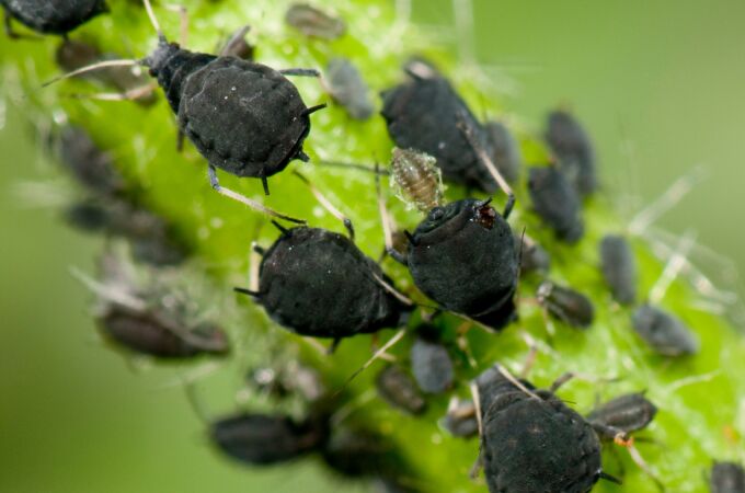 Cómo eliminar pulgones de forma natural: 4 remedios caseros y más consejos