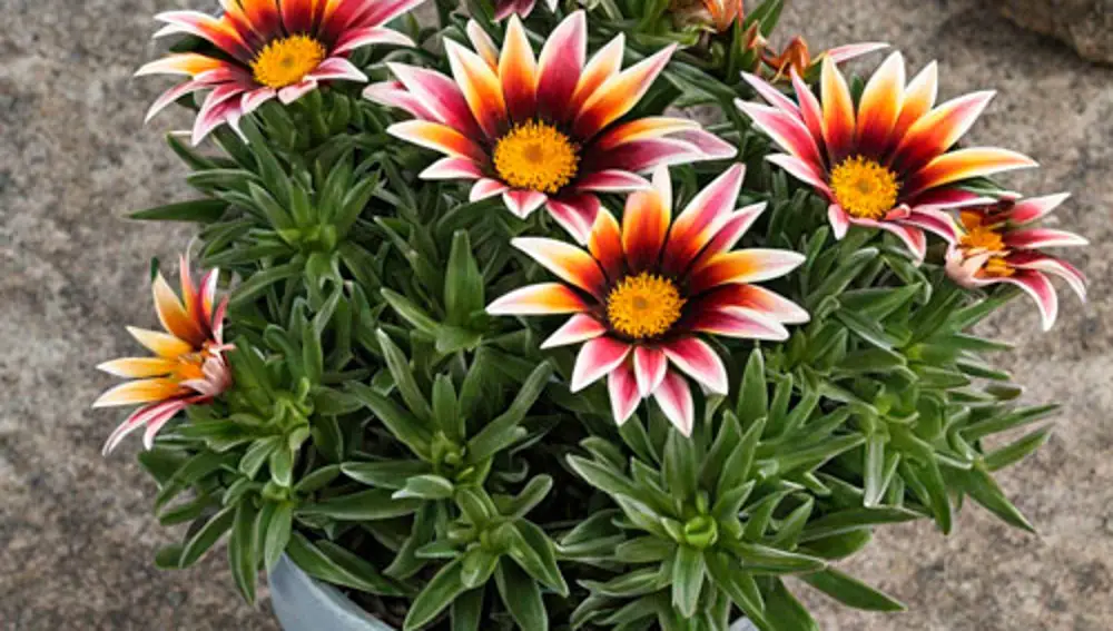 Gazania