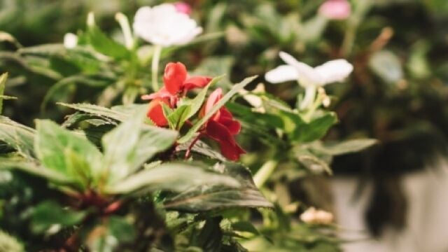 Diez plantas que florecen durante todo el año: floración continua, jardín siempre colorido y fácil de cuidar