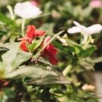 Diez plantas que florecen durante todo el año: floración continua, jardín siempre colorido y fácil de cuidar