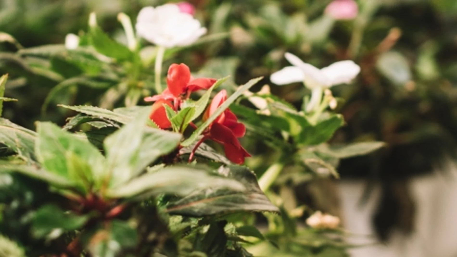 Diez plantas que florecen durante todo el año: floración continua, jardín siempre colorido y fácil de cuidar