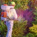 Este ingrediente que tienes en casa elimina las plagas del jardín en minutos
