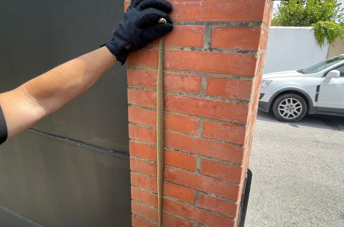 Serpiente venenosa atrapada en una vivienda de Algeciras