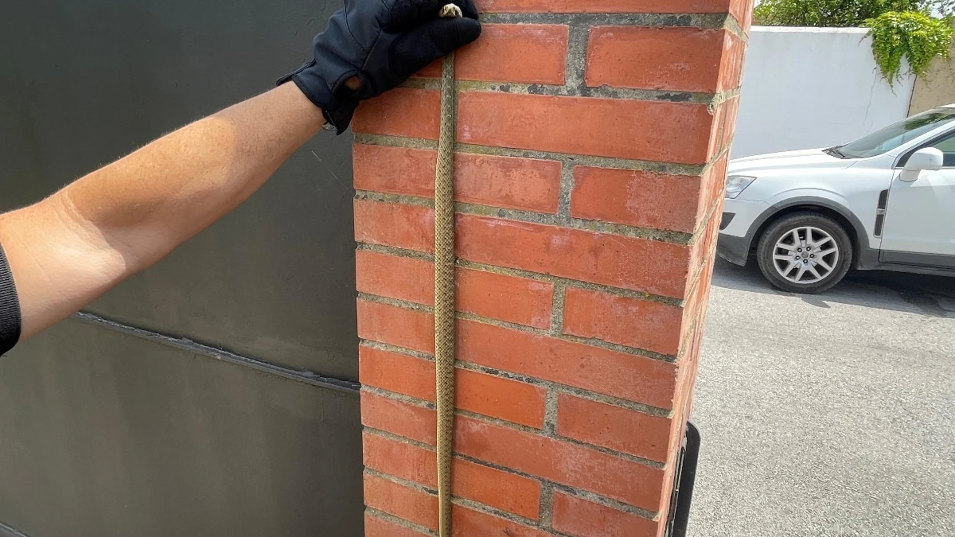 Serpiente venenosa atrapada en una vivienda de Algeciras