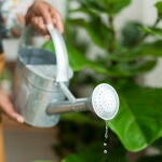 ¿Con qué frecuencia debes regar tu huerto? Las 4 reglas que los jardineros siguen para no equivocarse