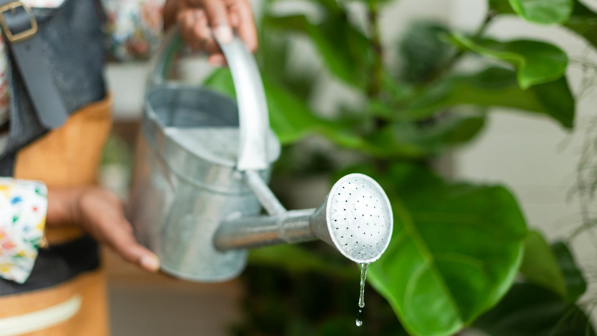 ¿Con qué frecuencia debes regar tu huerto? Las 4 reglas que los jardineros siguen para no equivocarse