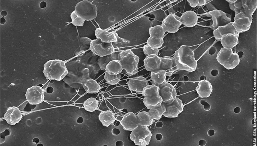 Los metanógenos son bacterias extremófilas