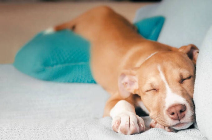 Dónde deben dormir los perros en las noches más calurosas