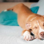 Dónde deben dormir los perros en las noches más calurosas