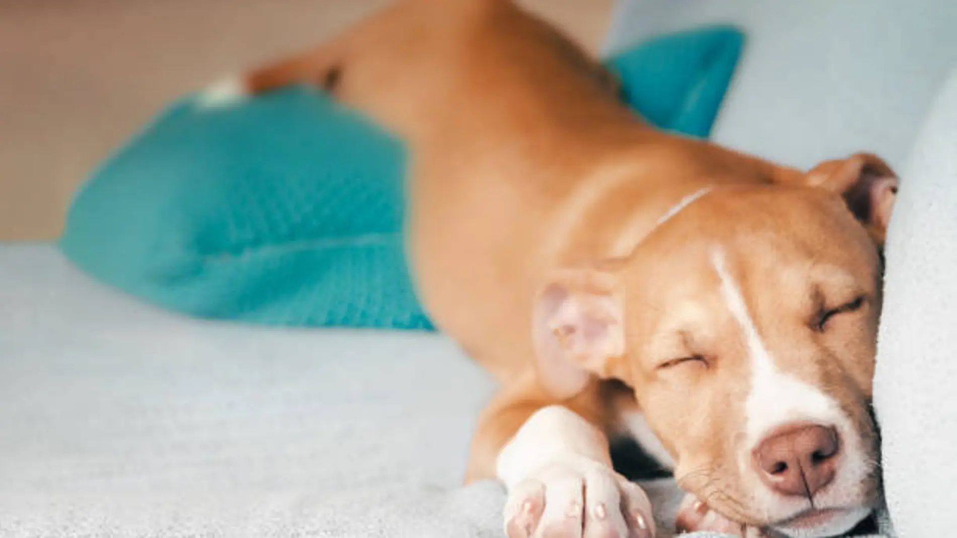 Dónde deben dormir los perros en las noches más calurosas