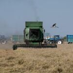 Máquinas agrícolas recolectando arroz en los campos de Isla Mayor (Sevilla)