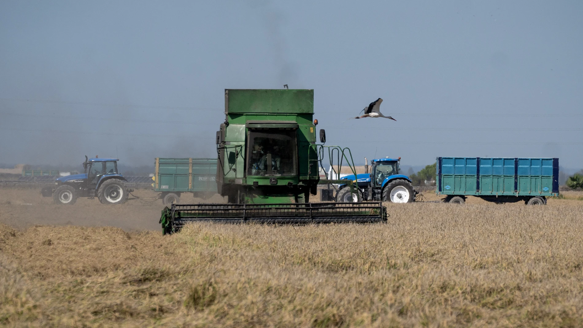 Máquinas agrícolas recolectando arroz en los campos de Isla Mayor (Sevilla)