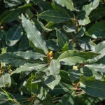 Imagen de archivo de hojas de laurel 