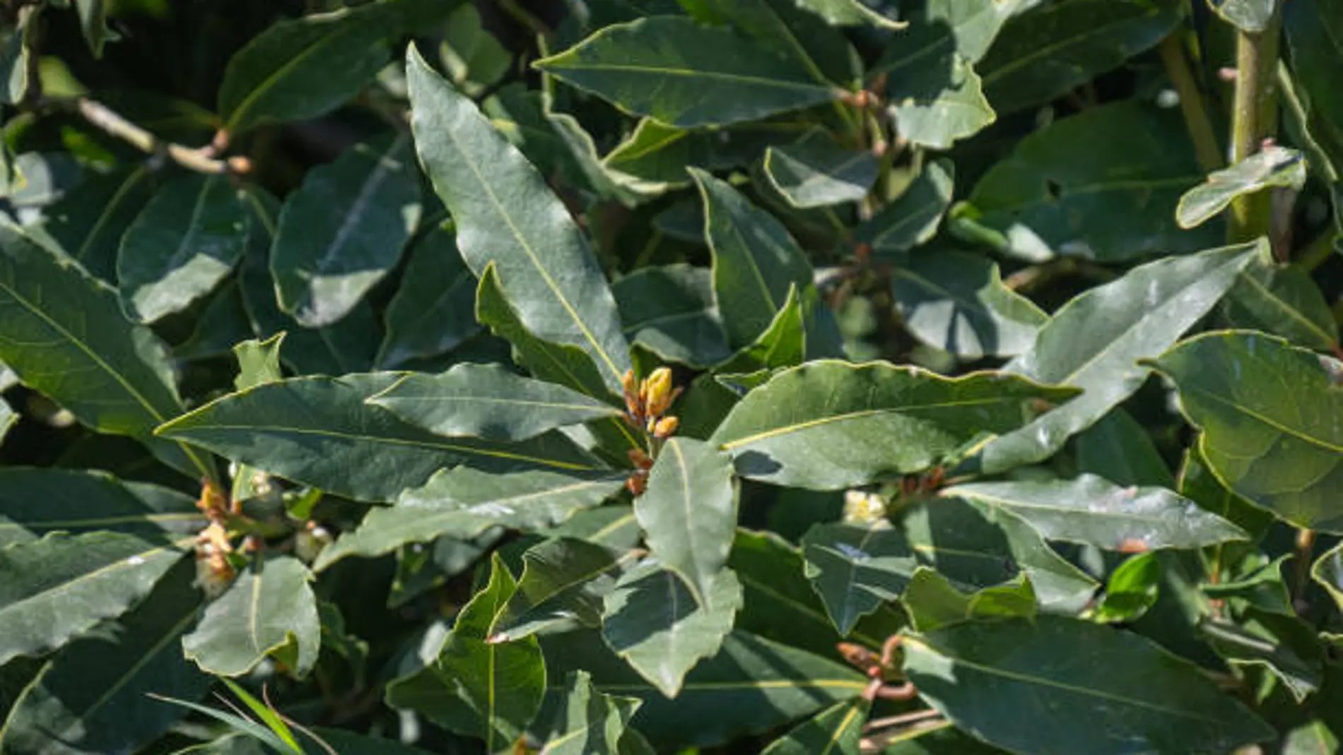 Imagen de archivo de hojas de laurel