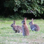 Vía libre para cazar al conejo silvestre en varios municipios de Granada, Jaén, Málaga y Sevilla