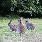 Vía libre para cazar al conejo silvestre en varios municipios de Granada, Jaén, Málaga y Sevilla