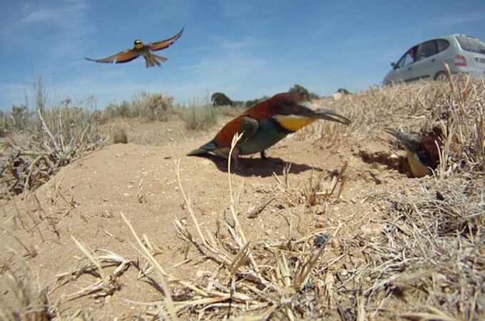 La presión ganadera lleva a los abejarucos de Doñana a criar junto a las carreteras