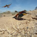 La presión ganadera lleva a los abejarucos de Doñana a criar junto a las carreteras