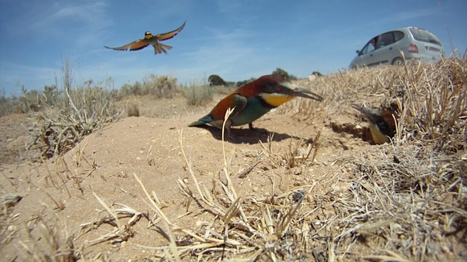 La presión ganadera lleva a los abejarucos de Doñana a criar junto a las carreteras