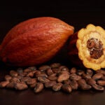 Vaina del cacao con las semillas secas 2