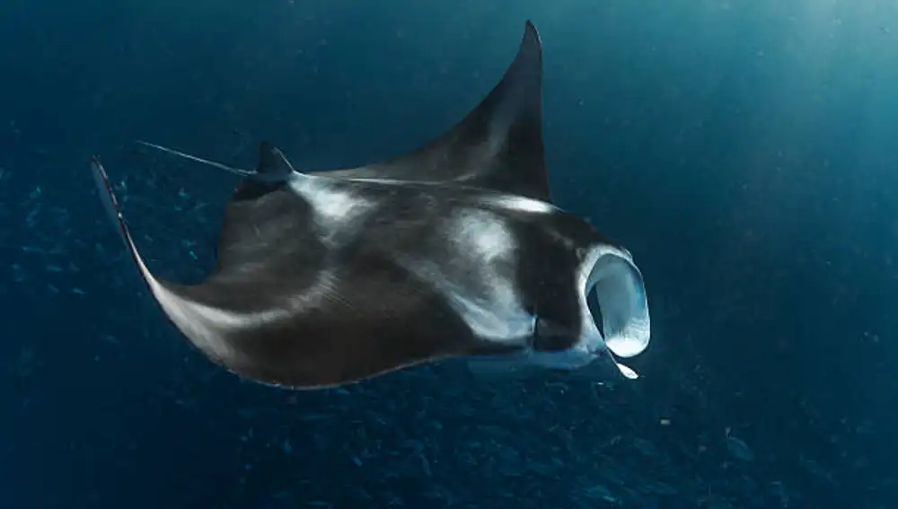 Una mantarraya nadando a gran profundidad marina