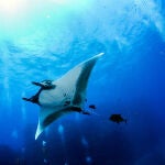 Preocupación por mantarrayas de más de dos metros en playas de Mallorca: así hay que actuar