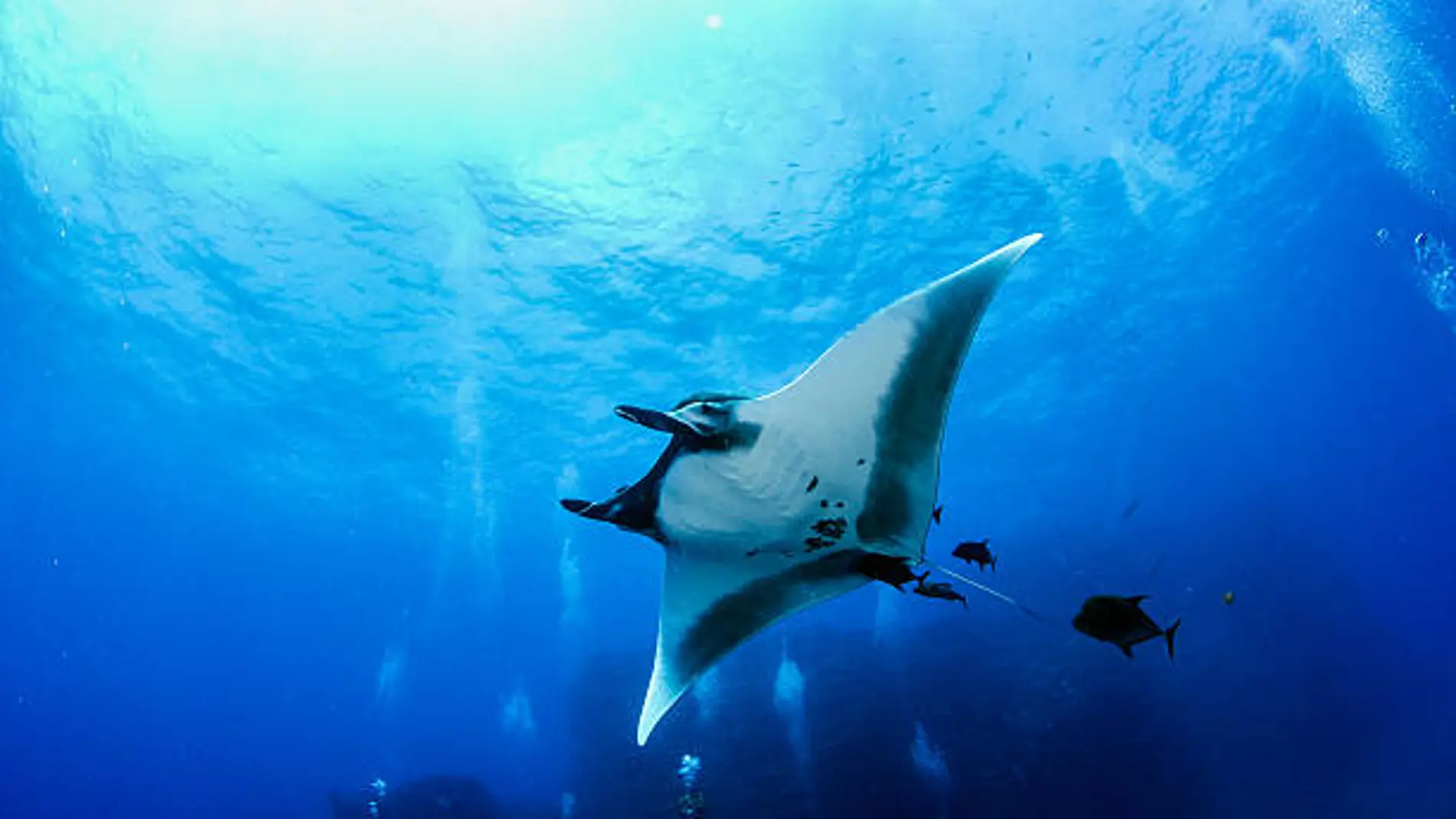 Preocupación por mantarrayas de más de dos metros en playas de Mallorca: así hay que actuar