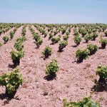 Viñas de la DO Arribes