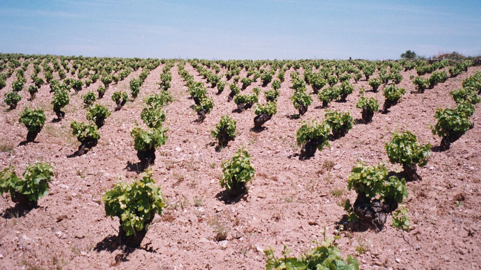 Viñas de la DO Arribes