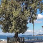 El Olivo de Vigo. 