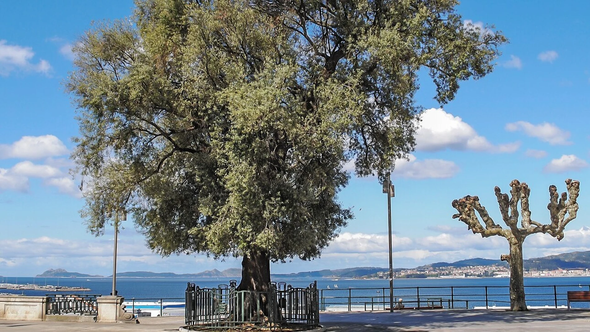 El Olivo de Vigo.