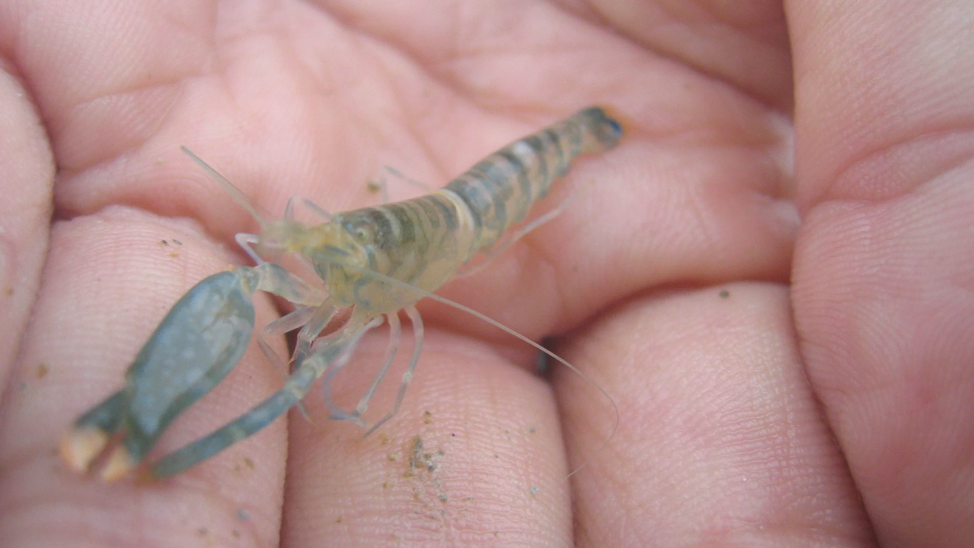 Pistol shrimp