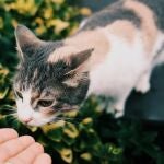 Europa reforzará las medidas para el control de perros y gatos, más de 700.000 en Galicia