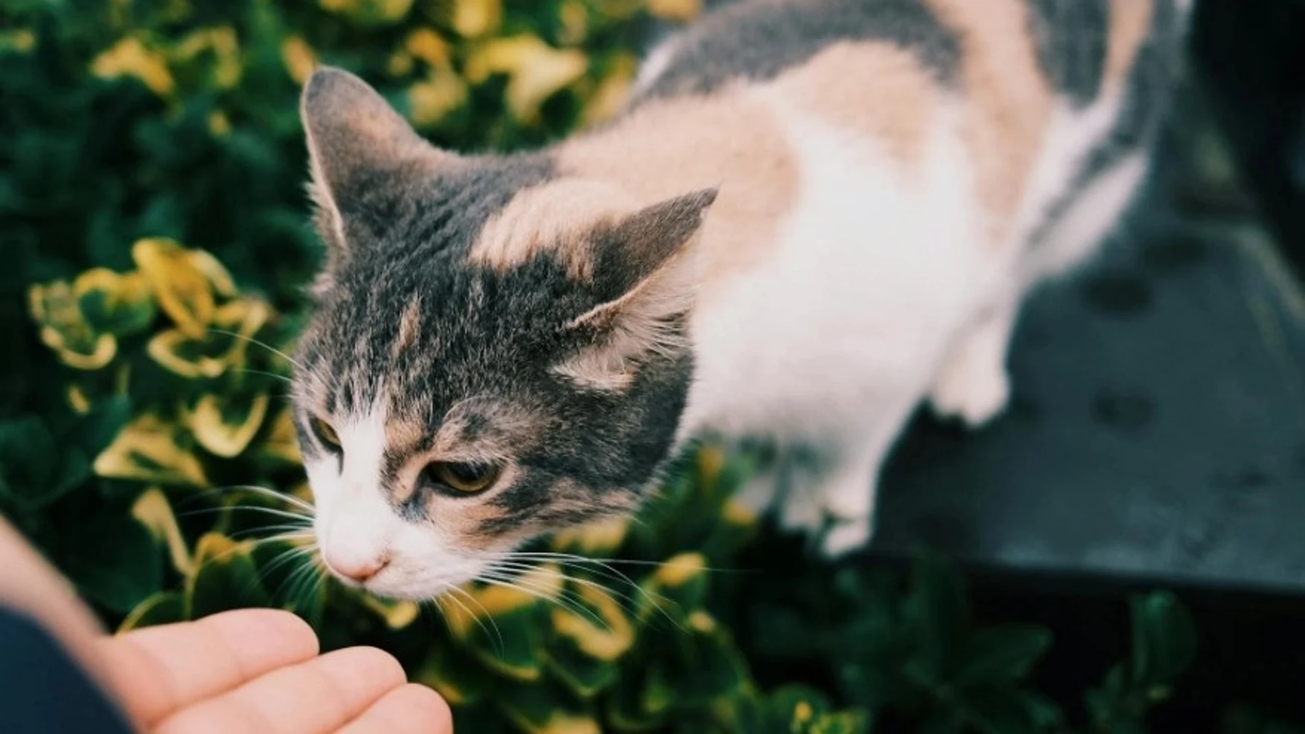 Los gatos usan su olfato para identificar a su dueño REMITIDA / HANDOUT por PEXELS Fotografía remitida a medios de comunicación exclusivamente para ilustrar la noticia a la que hace referencia la imagen, y citando la procedencia de la imagen en la firma 29/05/2025