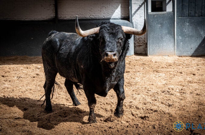 Estos son los imponentes toros para la resaca post isidril hoy en Las Ventas